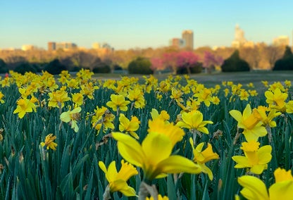 daylilies Raleigh downtown in the background Dix park Pullen park