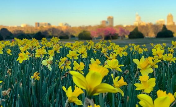 daylilies Raleigh downtown in the background Dix park Pullen park